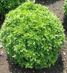Gebdinsh Garden® Imported Minette Compact Greek Basil Herbs Seeds For Your Home Garden (Packet Of 30-40 seeds)