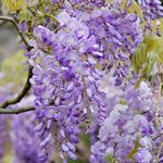 GardenersDream 3 x Wisteria Sinensis Chinese Kidney Bean Plant - Outdoor Garden Ready Hardy Shrubs - Deciduous Flowering Shrubs in Pot - Fast Growing Climbing Plants (15-25 cm incl. 9 cm Pot)