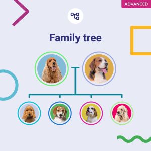 Koko Genetics Dog DNA Test – Breed Identification & Health Screening