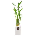 5-Stem Lucky Bamboo, Live Indoor Plant in Contour II Ceramic Planter for Home, Work, or Gift, White ***Cannot Ship to Hawaii***