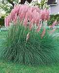 Heirloom 50+ Ornamental Perennial Grass Seed - Pampas Grass -Pink Tall Feathery Blooms