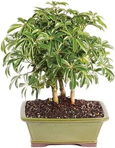 Brussel's Bonsai Live Hawaiian Umbrella Indoor Bonsai Tree - 3 Years Old; 7" to 10" Tall with Decorative Container
