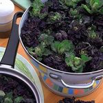 Kalettes Garden Mix Seeds Hardy Annual Vegetable Garden Plants Easy to Grow Your Own 1 Packet of 20 Seeds by Thompson and Morgan