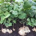 CHUXAY GARDEN Jicama Seed 100 Seeds