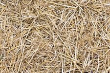 VILLAGE KRAFT Rice/Wheat Straw/Paddy Straw Mulch for Mushrooms/Bunny Animal Bedding/Roses/Garden Beds/Vegetables/Flower/Fruits/Pots/Trees/shrubs/General beds Mulch & for Craft Pack Decor (500, Grams)