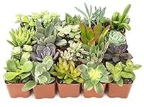 Altman Plants, Live Succulent Plant