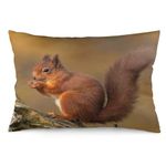 Eastern Gray Squirrel American Herbivorous Wildlife Pillow Covers Decorative Lumbar Throw Pillowcase 12x20 Inch Couch Cushion Cover for Home Decor Living Room Bedroom College Dorm Bed Car Sofa Sofa