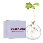 Vasecado® Vase for Acorn, Hand-Blown Clear Glass Vase for Acorns, Propagation Vase for Oak Sapling, Gift for Plant Lovers