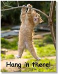 Hang in There Cat Poster - Printed on Premium Cardstock Paper - Sized 11 x 14 Inch - Perfect Funny Motivational Poster For Home or Office - Humorous Decor, Funny Quote