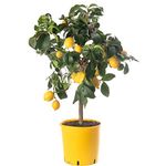 Assorted Indoor Citrus Trees Collection Lemon, Lime, Orange, Grapefruit, Kumquat (Lemon Tree (2-3ft))