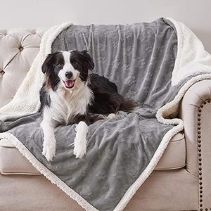 Qeils Dog 