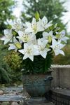 Plantogallery Asiatic Lily Flower Bulbs - Pack Of 1 Bulbs (White)