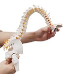 Myaskro® 15.5" Mini Human Spine Model, Bendable Spinal Cord with Herniated Disk, Nerves, Arteries, Pelvis, and Femur Stumps, for Medical Students and Chiropractors, Includes Stand