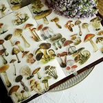 Doraking Mushroom Stickers - 100PCS Waterproof Paper Decals for Scrapbook Decoration, Sulfuric Adhesive, Irregular Shape, All in One Variety Pack