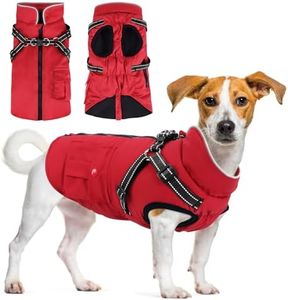 Dog Winter