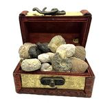 Jurassic Jacks Fossil Gift Set Real Mosasaur Tooth, Trilobite, Dinosaur Bone, Wooden Chest Collection