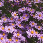 Nelesa Gardening Aster Mix Colour Flower Seed for Home Garden, Terrace Garden, Pots - 20 Seeds