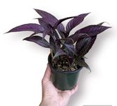 Exotic Elegance: Persian Shield - A Mesmerizing Addition to Your Indoor Garden, Strobilanthes dyerianus, aka Royal Purple Plant, Beautiful Indoor Hanging Basket Plant, Live Real houseplant