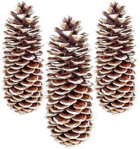GS Foliage Large Pine Cones for Crafts, 9-12 Inch Extra Large Frosted Sugar Pinecones - Set of 3 Natural Pine Cones for Christmas Tree Ornaments, Vase Fillers, Rustic Home & Holiday Décor - Frosted