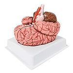 Evotech Human Brain Model w/Arterie