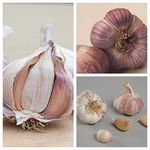 Garlic Bulbs 'Germidour Pink' - 4 Garlic Bulbs Or 40 Cloves - Hardy Garlic Bulbs for Planting Now