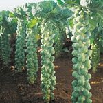 Golden Hills Farm High Yield Brussels Sprouts Long Island Exotic Kitchen Garden Packet 300+