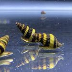 Assassin Snails for Freshwater Aquariums - Effective Pest Control with Clea Helena Snails (Pack of 5)