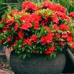 1 X RED Azalea Japanese Evergreen Shrub Hardy Garden Plant in Plastic Growers Pot