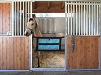 Kensington Stall Guard for Horses -