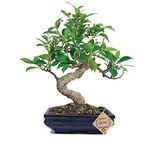 Abana Homes S Shape Ficus Indoor Real Bonsai Plants Live for Home with Clay Pot - Low Maintenance