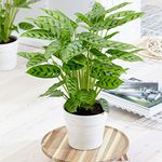 Calathea Leopardina Houseplant - Live Patterned Indoor Prayer Plant in 12cm Pot