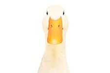 Duck Bill Face Closeup Cute Funny A