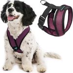 Gooby Comfort X Head in Harness - Purple, Medium - No Pull Small Dog Harness Patented Choke-Free X Frame - On The Go Dog Harness for Medium Dogs No Pull or Small Dogs for Indoor and Outdoor Use
