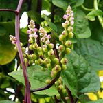 Outsidepride 200 Seeds Perennial Basella Rubra Malabar Spinach Herb Seeds for Planting