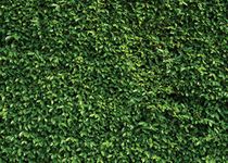 SJOLOON 7x5ft Green Leaves Wall Backdrop Birthday Party Photography Backdrops Spring Newborn Baby Shower Photo Backdrop Banner Wedding Photo Background Vinyl Studio Booth Props 10923