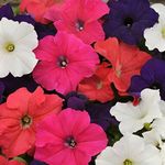 Outsidepride 5000 Seeds Annual Petunia Hybrida Flower Seed Mix for Planting