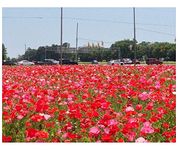 PREMIER SEEDS DIRECT - CORN - FIELD POPPY MIXED - 2 GM ~ 14,000 FINEST SEEDS