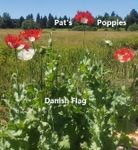 Pat's Poppies Exotic Strains of Poppy Seeds Danish Flag (Papaver Somniferum) 1,000 Seeds