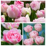 Tulip Bulbs ‘Angelique’ (20) Beautiful Fragrant Pink Spring Flower- Dutch Late Tulip- Tulip Bulbs for Planting Now