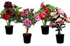 Adenium plant grafted different colour - Beutiful Flower For Your Garden (PACK OF 4-PINK RED & RED YELLOW & RED & RED PINK)