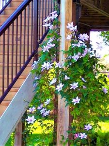 (2) Garden Trellises for Clematis Climbing Plants Mailbox, Porch and Deck Post Combine Units for Large Walls. Customizable for Wall & Larger Spaces, Each Trellis Panel is 108 in x 4 in x 2 in.