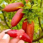 PAJUSDYAS-Rare Expensive Australian Red Finger Lemon Fruit Grafted Plant Tree || For Home Garden Outdoor Indoor Plant.