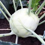 PREMIER SEEDS DIRECT - KOHLRABI - EARLY WHITE VIENNA - 400 SEEDS - ORGANIC