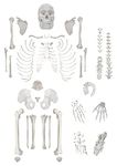 Disarticulated Human Skeleton, Full, Medical Quality, Life Sized (62" Model Height) - 23 Intevertebral Discs, 3 Part Skull with Moveable Jaw, Left Hand and Foot Jointed