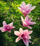 Mondal Plant Enterprise- Pink Magnolia Flower Plants || WITH POTS ||