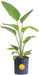 Costa Farms White Bird of Paradise, Live Indoor Plant in Nursery Plant Pot, Potting Soil Mix, Tropical Air Purifying Houseplant, Home and Office Decor, Unique Plant Gift, 3-4 Feet Tall