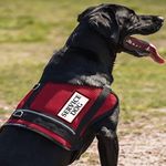 Mesh Service Dog Vest Harness for Large Dogs - Service Dog Patch on Both Sides (34"-41" Girth - XL, Red)