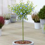 Ceanothus Concha Tree | Potted Californian Lilac Evergreen Ornamental Trees for Small Gardens | Standard Lollipop Stem (70-80cm (Incl. Pot))