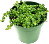 3" String of Pearls Plant Live, Suc