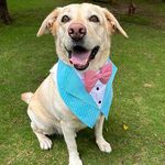 Dog-O-Bow Aqua Stripe Tuxedo Vest Bandana (M, Blue)